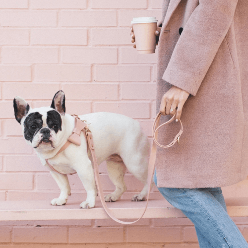 Bow Leather Collar Pink - Sir Dogwood